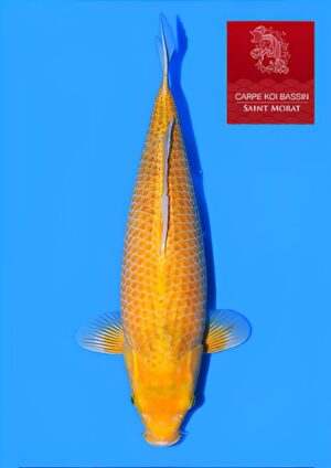 Golden corn nisai femelle Taniguchi