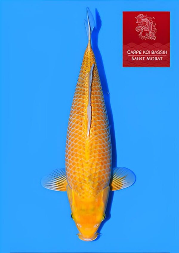 Golden corn nisai femelle Taniguchi