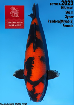 Hi utsuri nisai Dainichi Toyota femelle