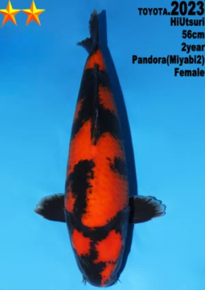 Hi utsuri nisai Dainichi Toyota femelle