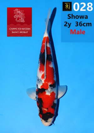 Izumiya showa nisai mâle 36 cm