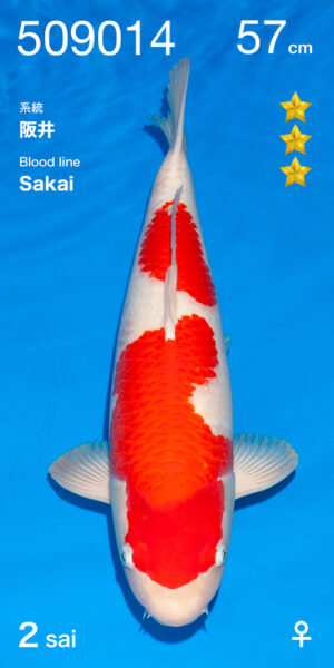 Kohaku Sakai Femelle nisai