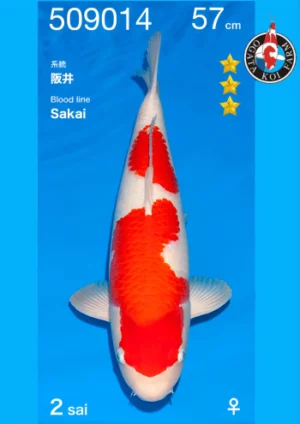Kohaku Sakai Femelle nisai 57 cm