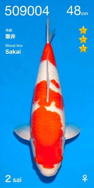 Kohaku Sakai nisai femelle.