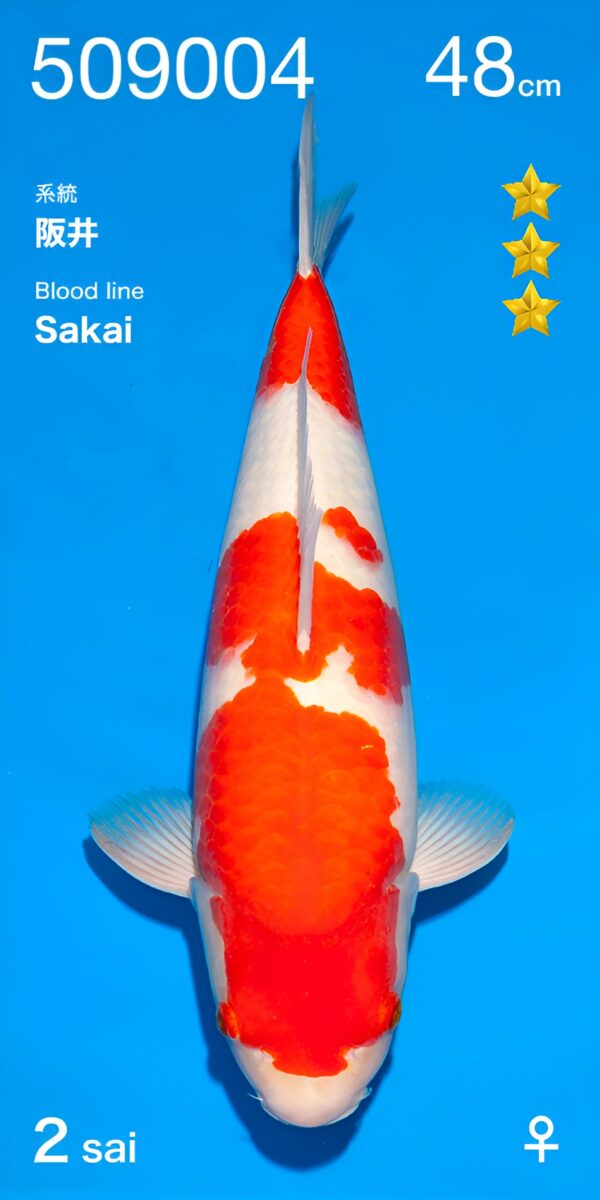 Kohaku Sakai nisai femelle.