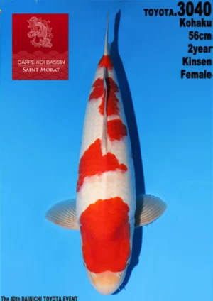 Kohaku dainichi toyota femelle