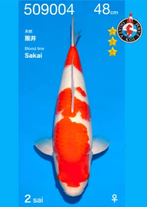 Kohaku femelle nisai Sakai par Ogata