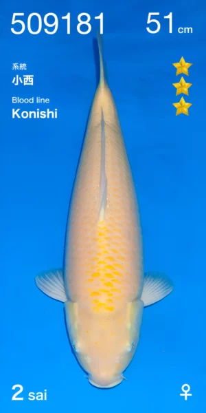 Konishi par Ogata karashigoi nisai femelle