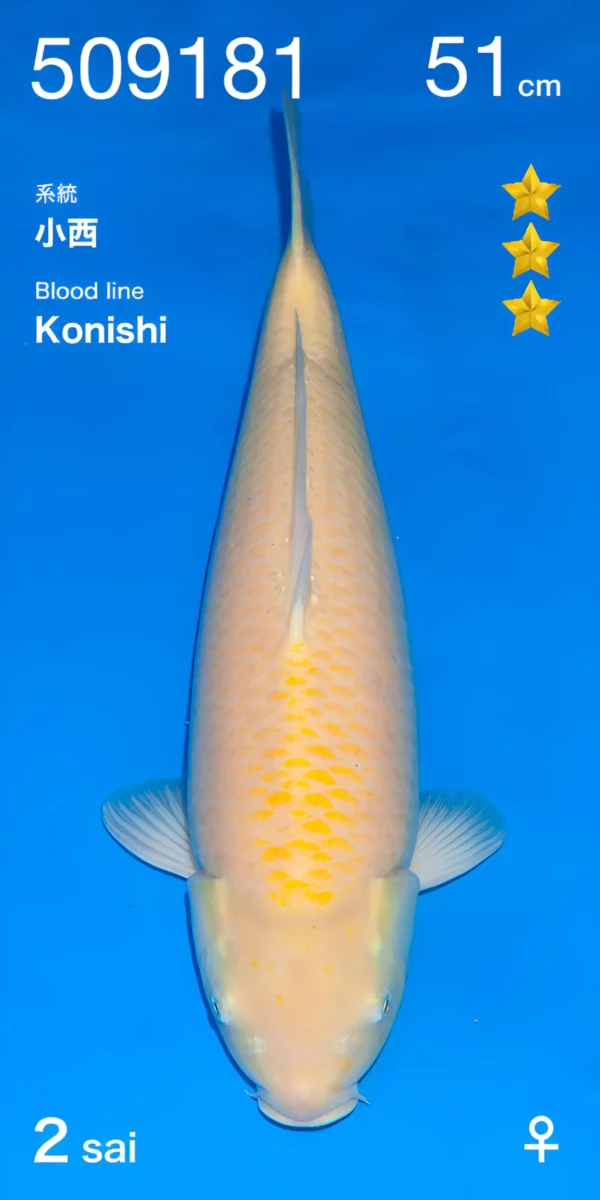 Konishi par Ogata karashigoi nisai femelle