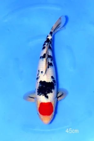 Marudo nisai tancho sanke A