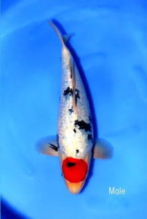 Marudo nisai tancho sanke B