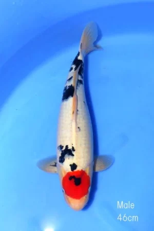 Marudo nisai tancho sanke C