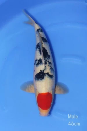 Marudo nisai tancho sanke D