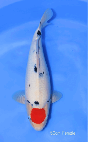Marudo nisai tancho sanke femelle