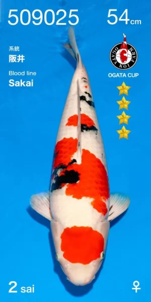 Maruten sanke nisai Sakai par Ogata