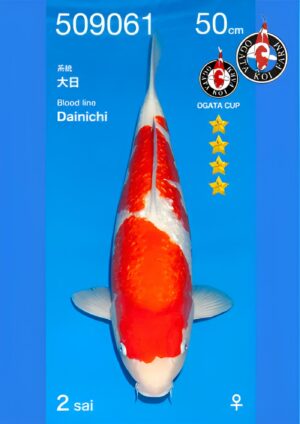 Nisai ginrin kohaku femelle 50 cm Dainichi par Ogata.
