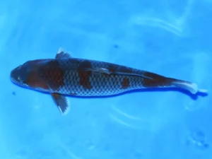 Nisai-ochiba-femelle-Taniguchi-côté-1