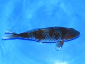 Nisai-ochiba-femelle-Taniguchi-côté
