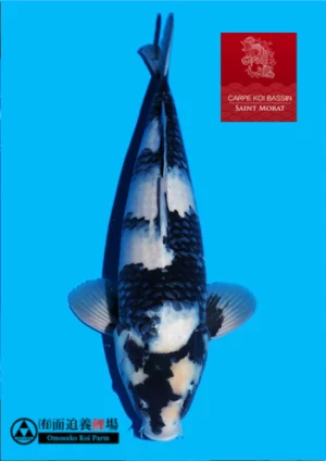 Nisai shiro utsuri mâle Omosako 1