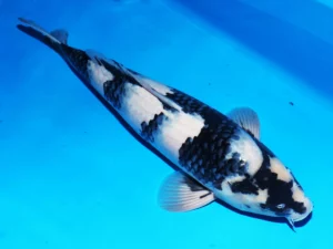 Nisai shiro utsuri mâle Omosako 1 côté
