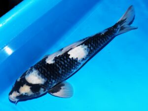 Nisai shiro utsuri mâle Omosako 1 côté A