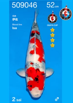 Nisai showa Ogata mâle 52 cm (2)