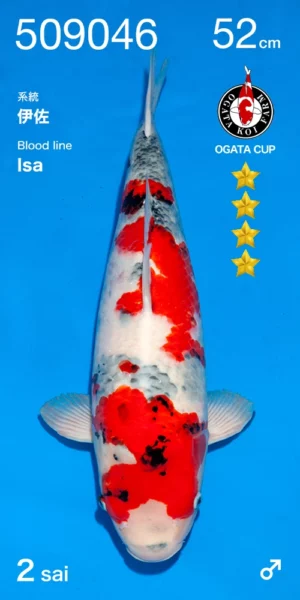 Nisai showa Ogata mâle 52 cm