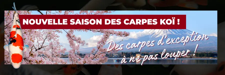 Nouvelle saison carpes koï St Morat