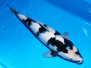 Omosako nisai femelle 54 cm