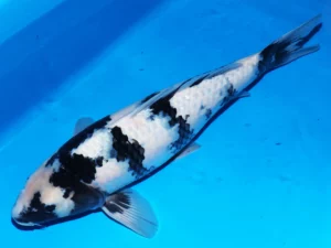 Omosako nisai femelle 54 cm