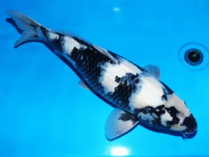 Omosako nisai mâle 50 cm n°2 côté