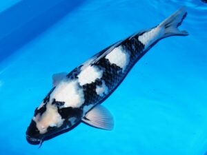 Omosako nisai mâle 50 cm n°2 côté A