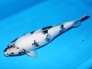 Omosako-nisai-shiro-femelle-1 côté 1
