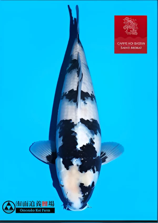 Omosako shiro femelle nisai 3