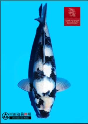 Omosako nisai femelle 54 cm