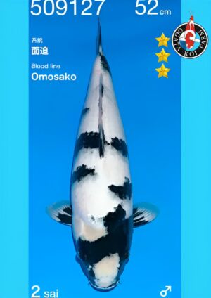 Omosako shiro nisai mâle par Ogata.