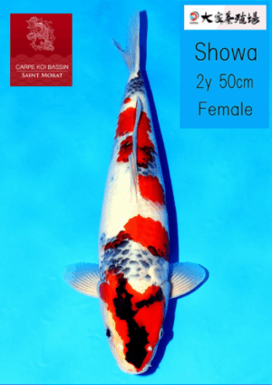 Ooya nisai showa femelle 50 cm