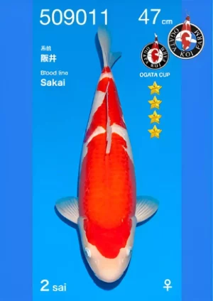 Sakai femelle kohaku par Ogata