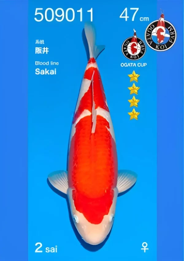 Sakai femelle kohaku par Ogata