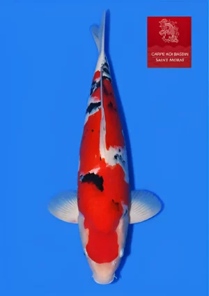 Sanke sansai Taniguchi mâle 62 cm