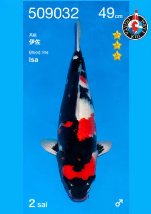 Showa nisai Isa par Ogata