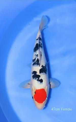 TANCHO SANKE MOMOTARO FEMELLE