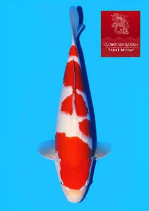 Tamaura-kohaku-nisai-mâle[