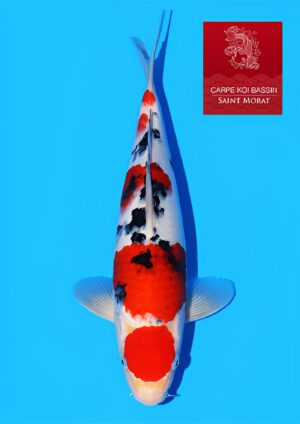 Tamaura maruten sanke nisai 40 cm