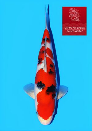 Tamaura sanke nisai