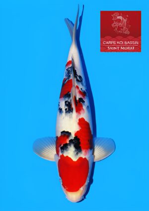 Tamaura sanke nisai 40 cm