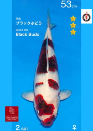 Ogata black budo goromo nisai