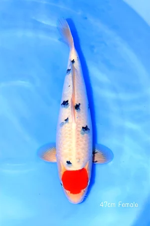 tancho-sanke-marudo nisai femelle