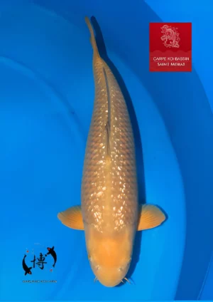 Chagoi sansai femelle Maruhiro