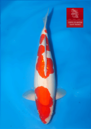 Doitsu kohaku sansai Maruhide